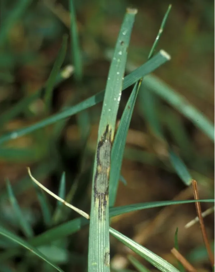 gray leaf spot on tall fescue