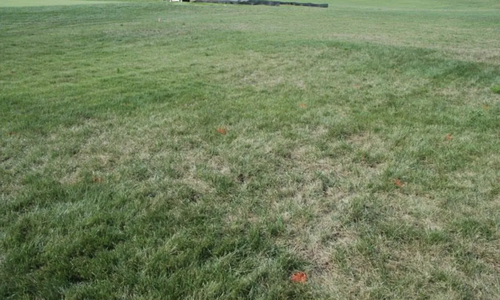 gray leaf spot in tall fescue