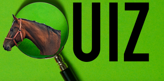 Decorative image reading "Quiz" with magnifying glass over photo of horse