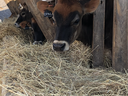 picture of cow eating hay