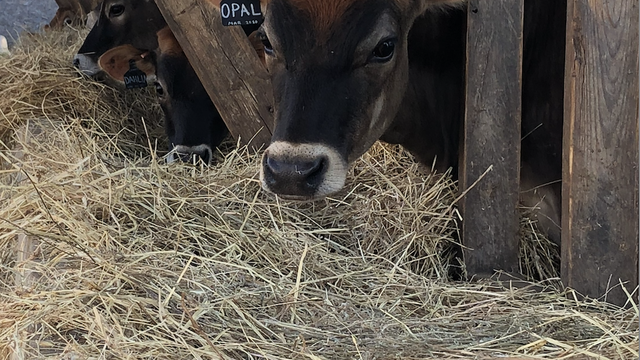 picture of cow eating hay