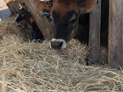 picture of cow eating hay