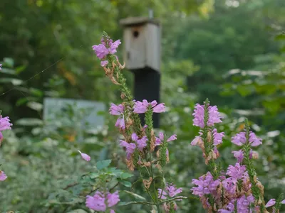 Purple Flowers