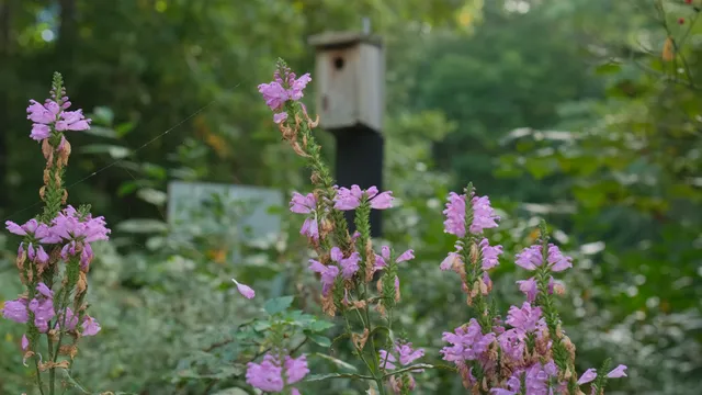 Purple Flowers