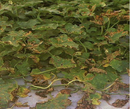 Leaf spots caused by Gummy Stem Blight
