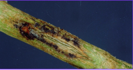Fungus affected plant stem