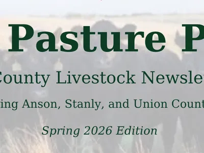 cows in pasture