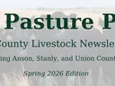 cows in pasture