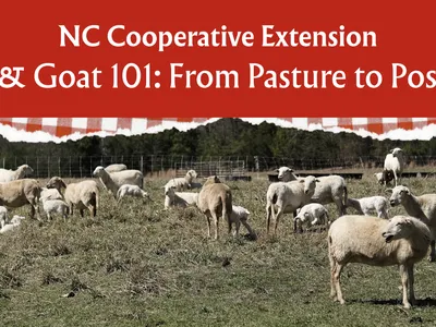 Sheep in pasture