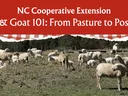 Sheep in pasture