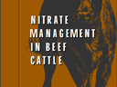 Picture of beef steer