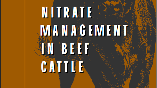 Picture of beef steer