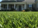 Green grass