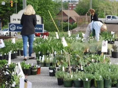 People looking at many potted plants at the plant sale
