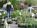 People looking at many potted plants at the plant sale