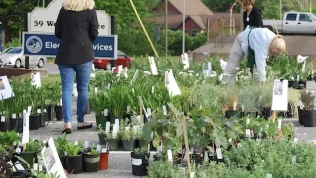 People looking at many potted plants at the plant sale
