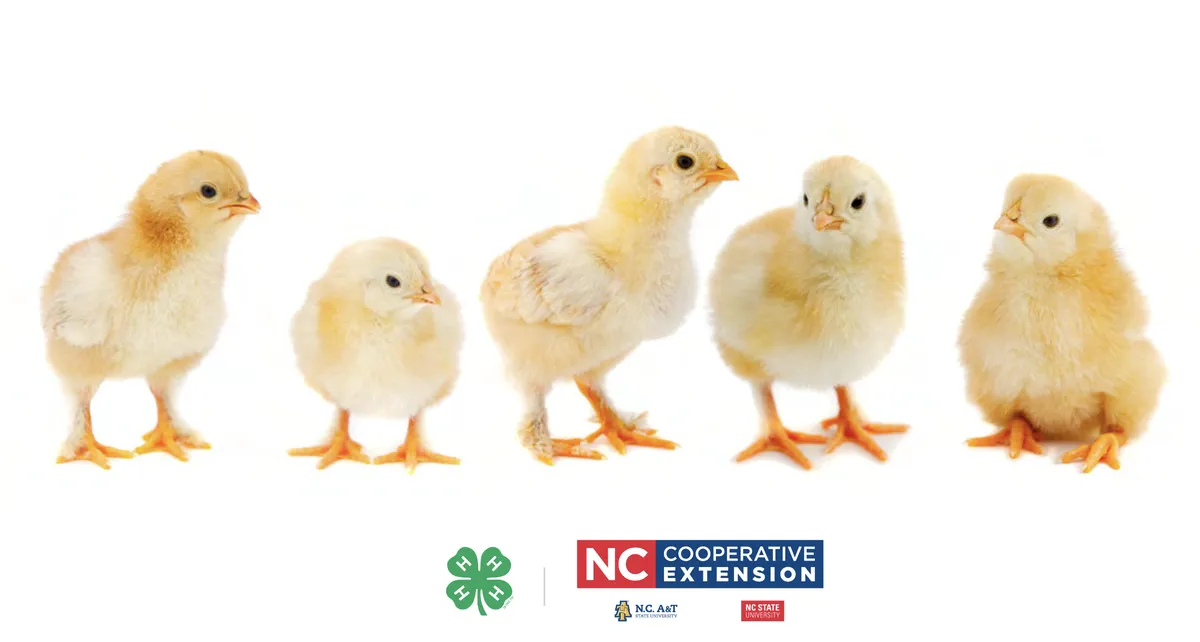 five chicks sitting in a row with cooperative extension logo