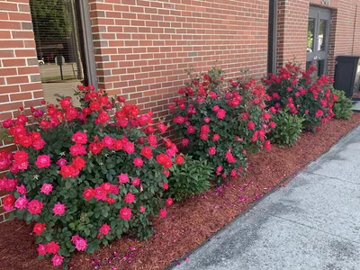 Knockout Rose Bushes