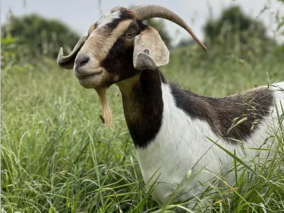 picture of goat in grass
