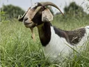 picture of goat in grass