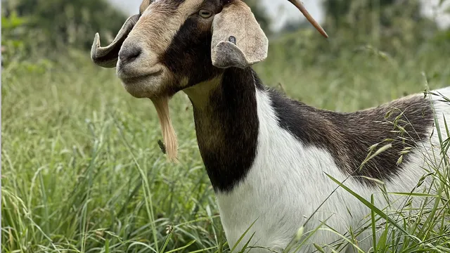 picture of goat in grass
