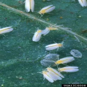 Silverleaf Whiteflies USDA Agriculture research service