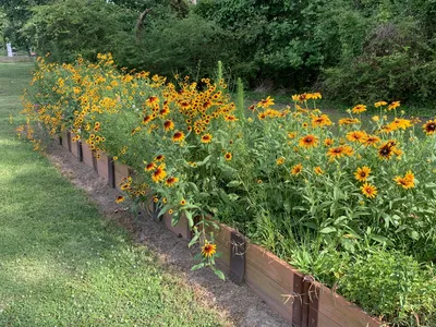 Lanceleaf Coreopsis (Coreopsis lanceolata)