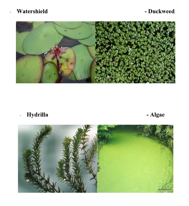 4 different types of weeds that you could spott growing in or around your pond