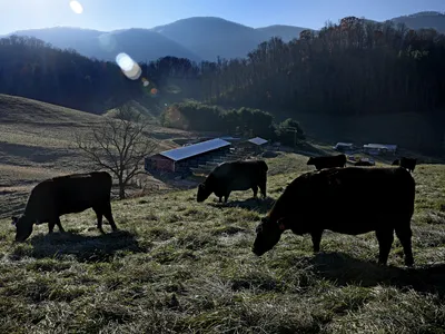 Grazing Cattle