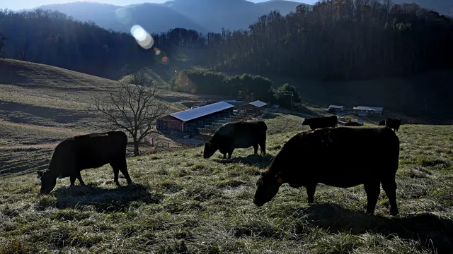 Grazing Cattle