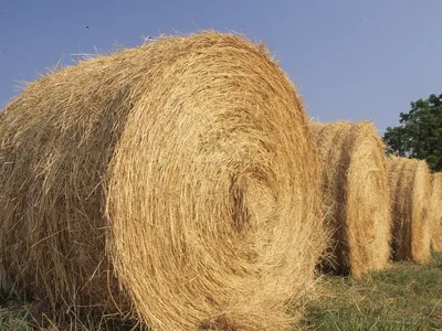 Hay bales