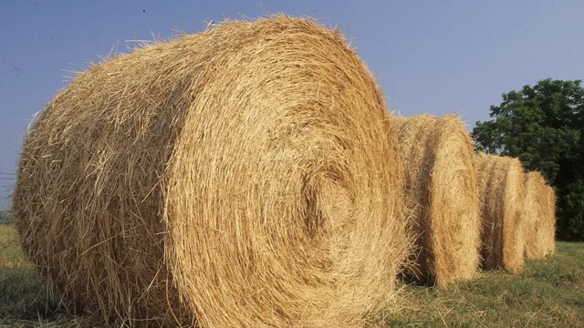 Hay bales