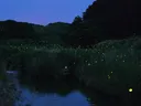 Photo of fireflies in mountain landscape.