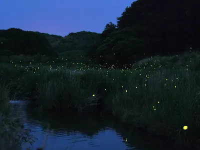 Photo of fireflies in mountain landscape.