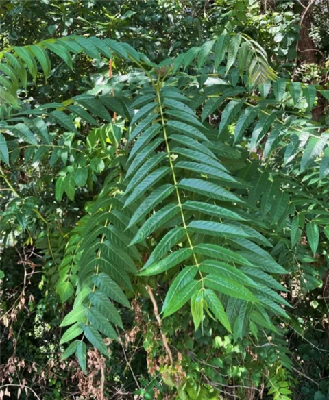 tree of heaven foliage