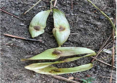 Each samara (fruit) is composed of a flat, twisted wing with a seed near its center.