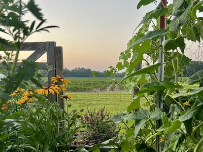 garden photo