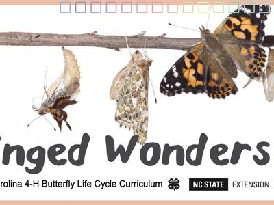 Winged Wonders NC 4-H Curriculum and butterfly lifecycle