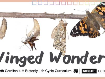 Winged Wonders NC 4-H Curriculum and butterfly lifecycle