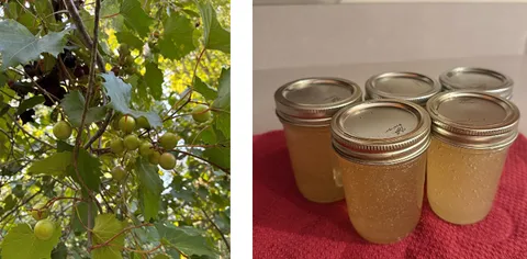 Muscadines on vine; Jelly in jar