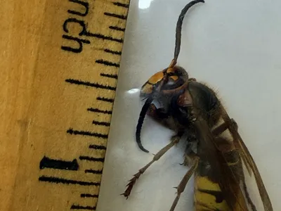 Hornet Sample