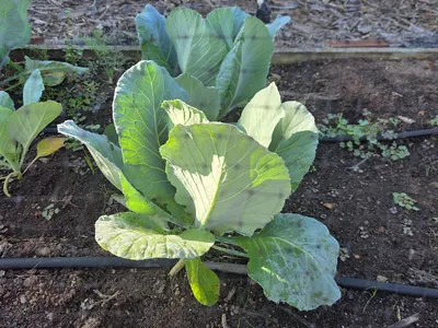 Picture of a leafy vegetable in a garden