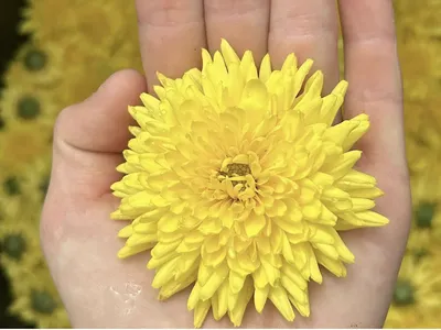 A bright yellow flower used in herbal preparations.