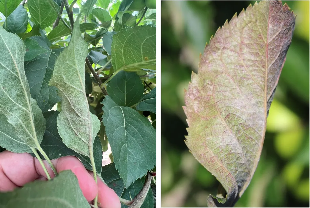 Signs and symptoms of secondary powdery mildew on apple leaves