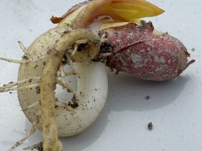 Seedling with J Rooting