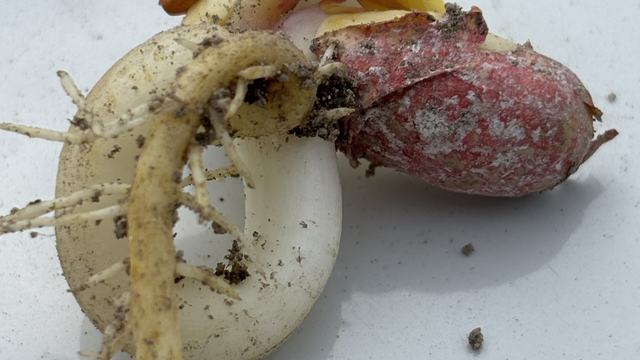Seedling with J Rooting