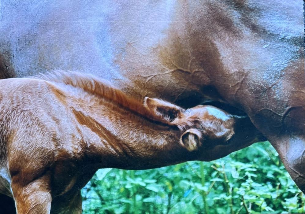 Senior Photography Champion- Hailey Williams. Mare and foal nursing.