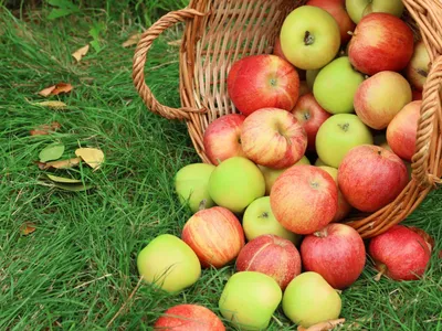 basket of apples spilling out onto grass