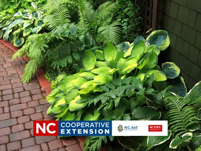 plants that grow in the shade with a focus on hostas