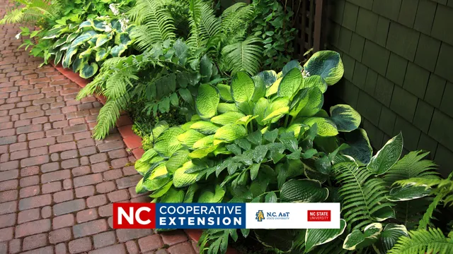 plants that grow in the shade with a focus on hostas